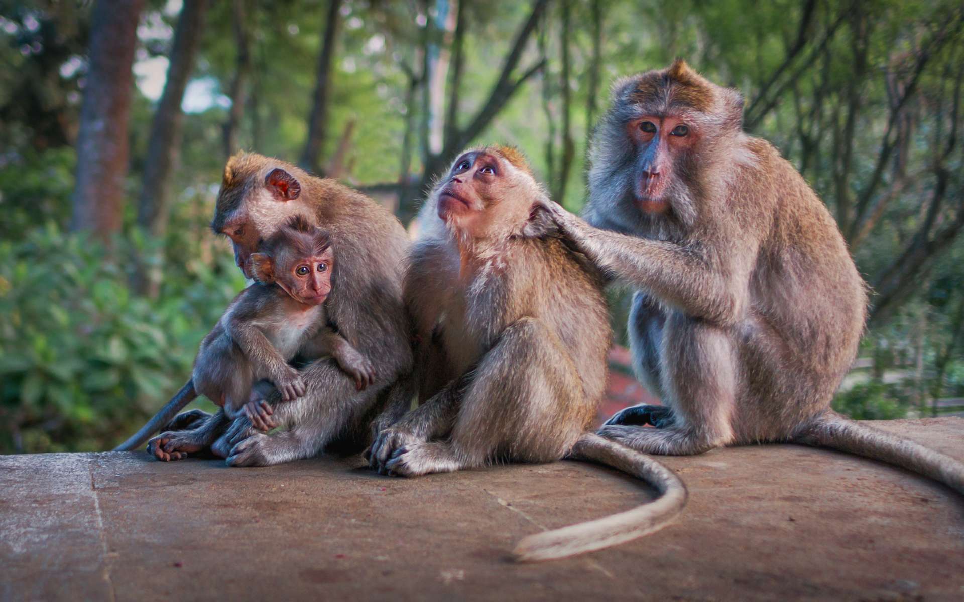 Social networks and brain size are linked