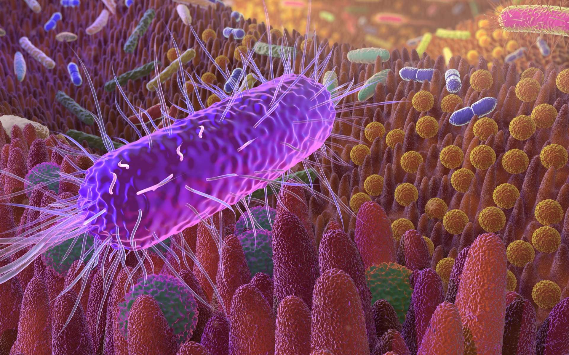 Fecal transplants reverse signs of aging in mice