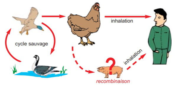 bird flu transmission