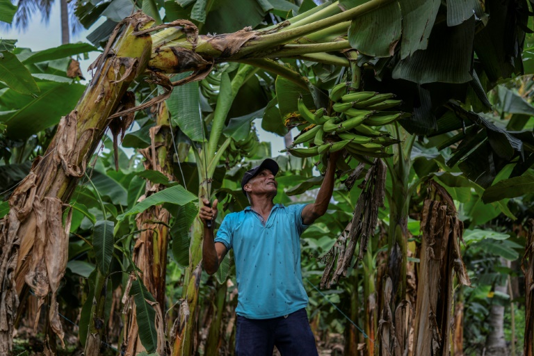 Agricultural worker Pedro Fletes in a banana plantation in Chinandenga on May 11, 2022 in Nicaragua (AFP - )