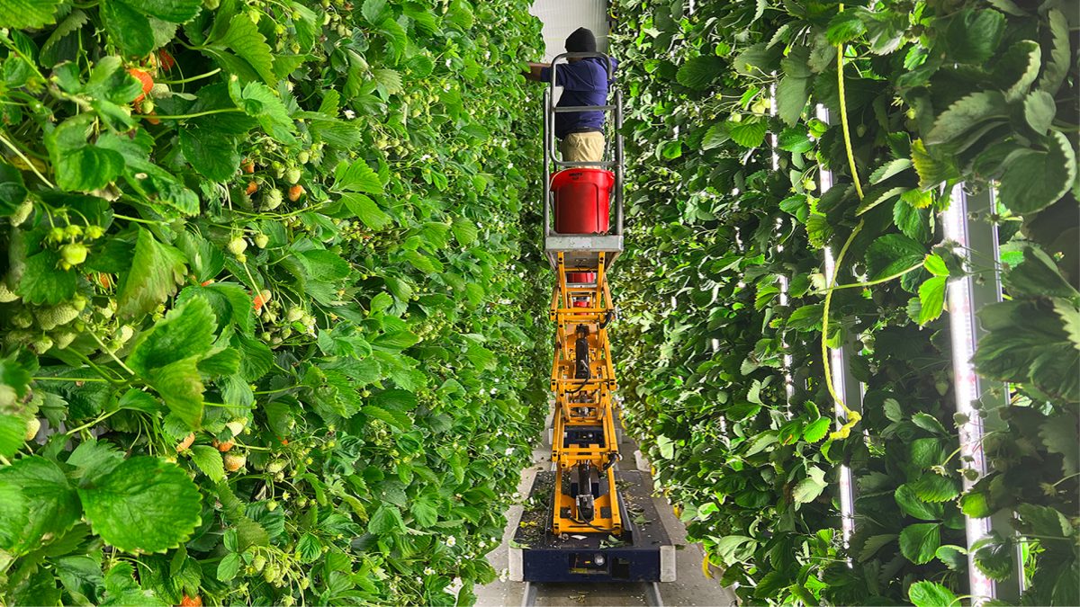 Algorithms to transform winter farming