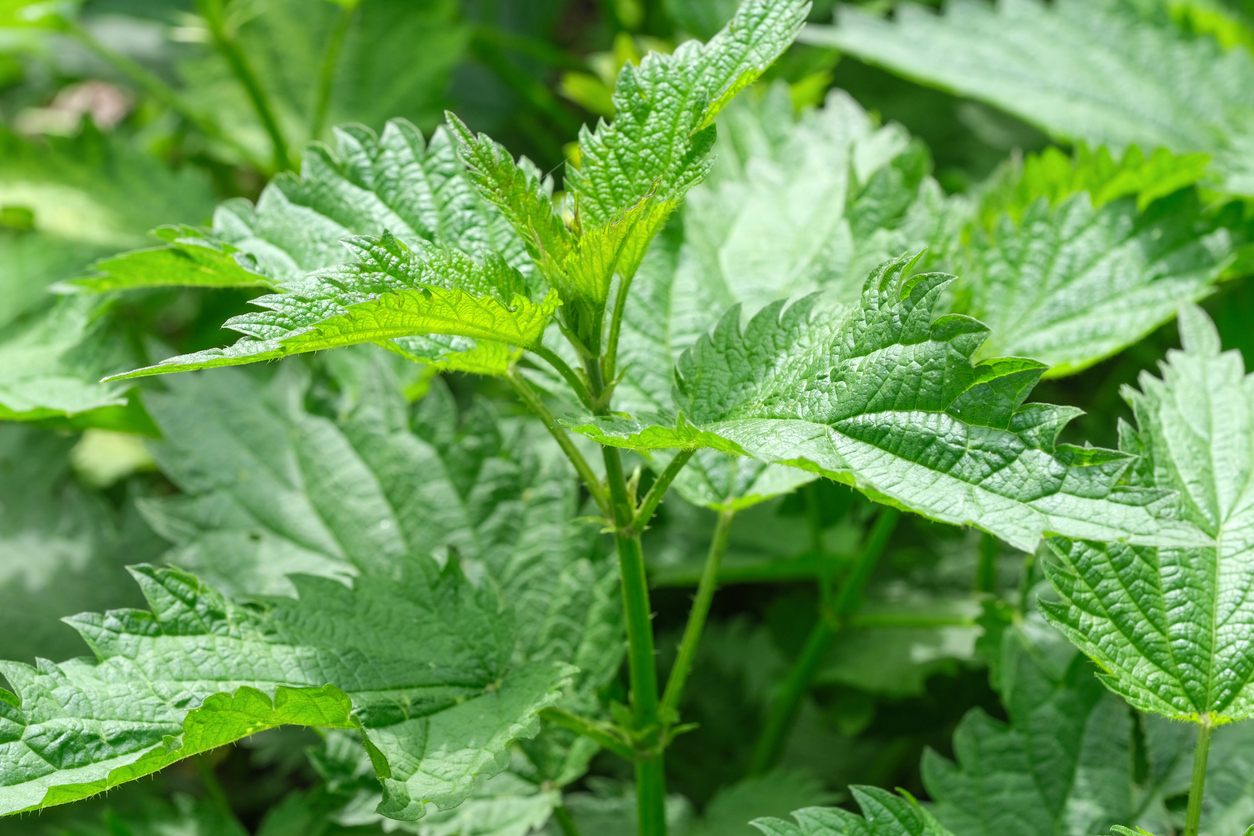 Nettle sting: symptoms, solutions, home remedies
