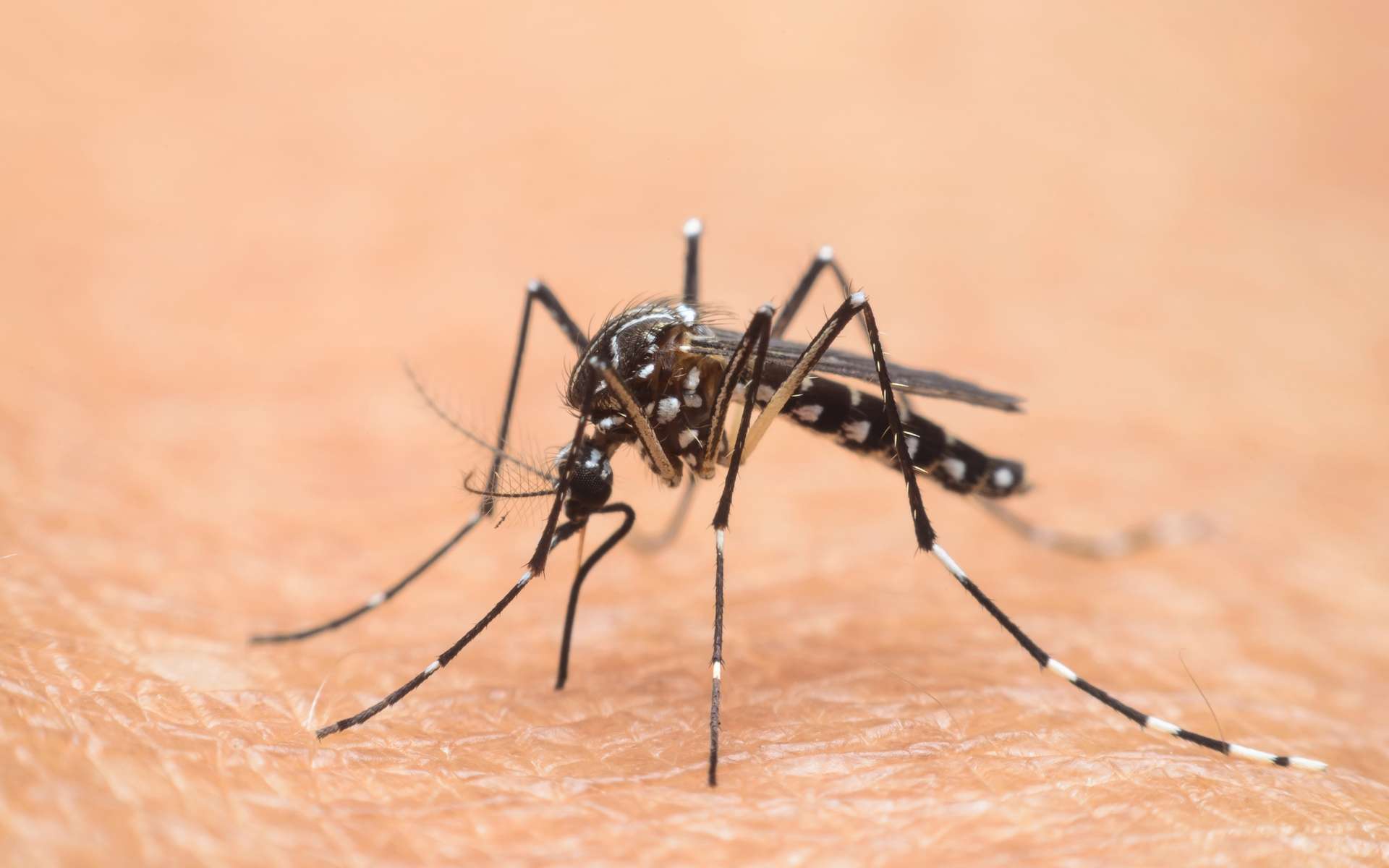 Mosquitoes are also attracted to humans by color!