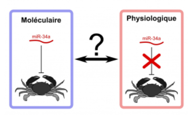 📰 Misleading appearances – the ambiguous role of a microRNA in tumorigenesis