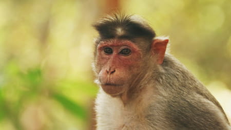 Image of a macaque