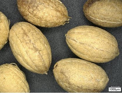 Oldest use of olive by Homo sapiens