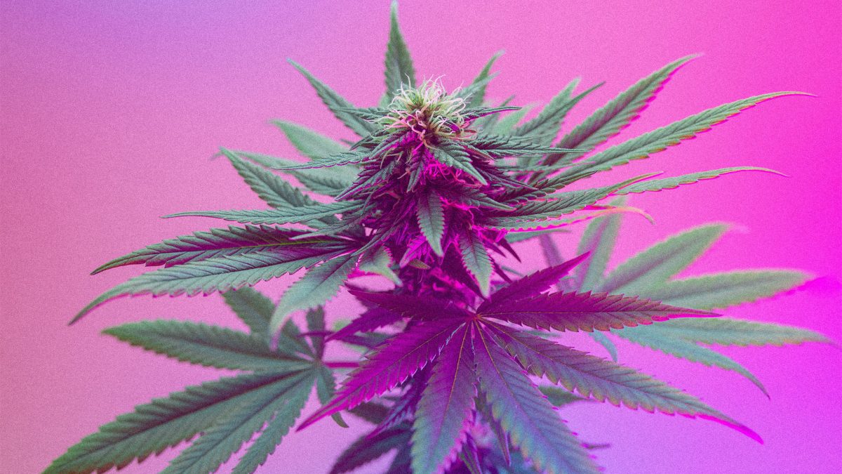 The medical benefits of cannabis: still awaiting proof